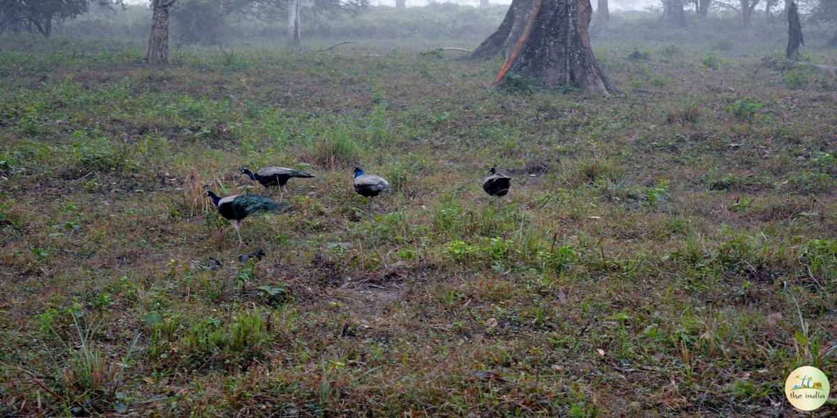 Jaldapara National Park Alipurduar