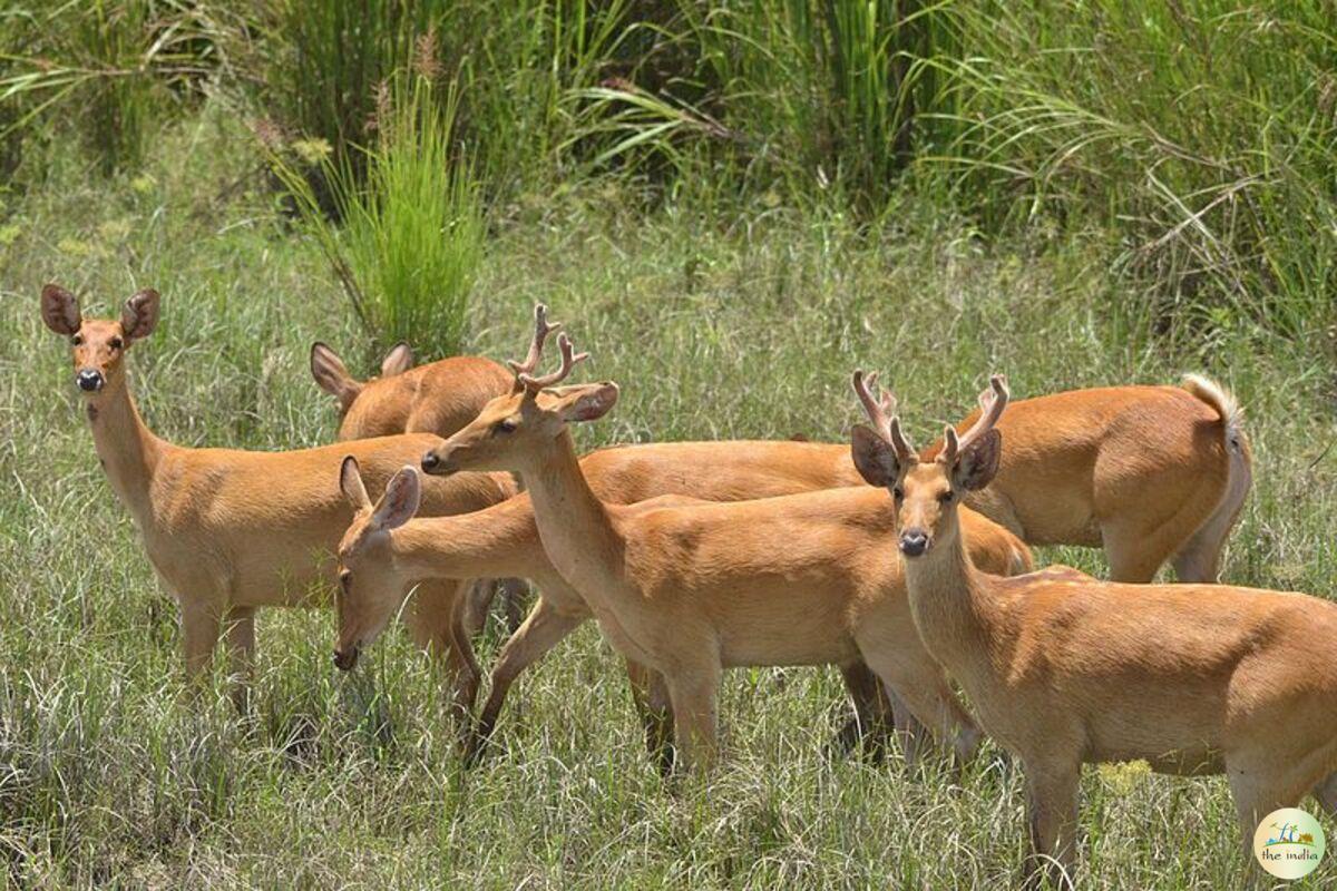 Kaziranga National Park Deopani