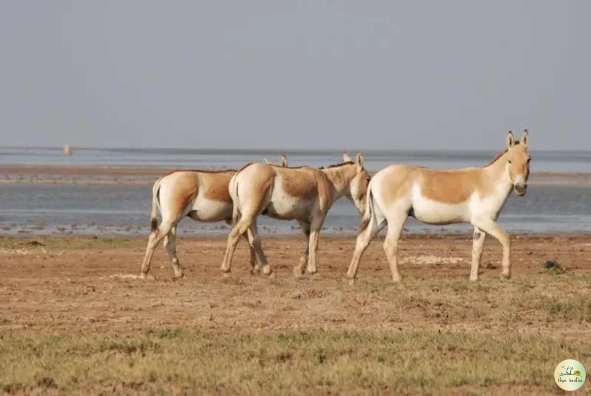 Kutch Desert Wildlife Sanctuary Amarapar