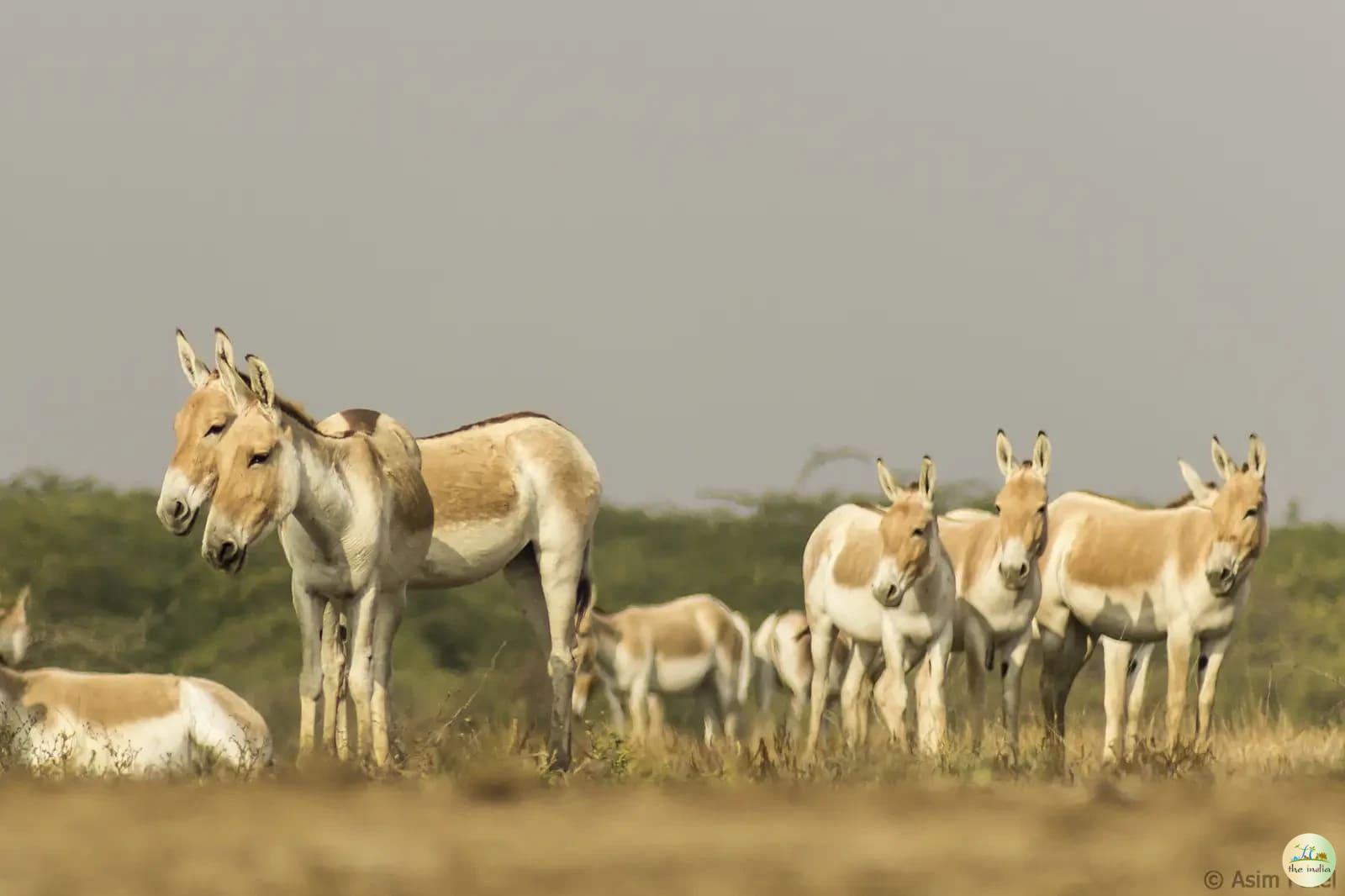 Kutch Desert Wildlife Sanctuary Amarapar