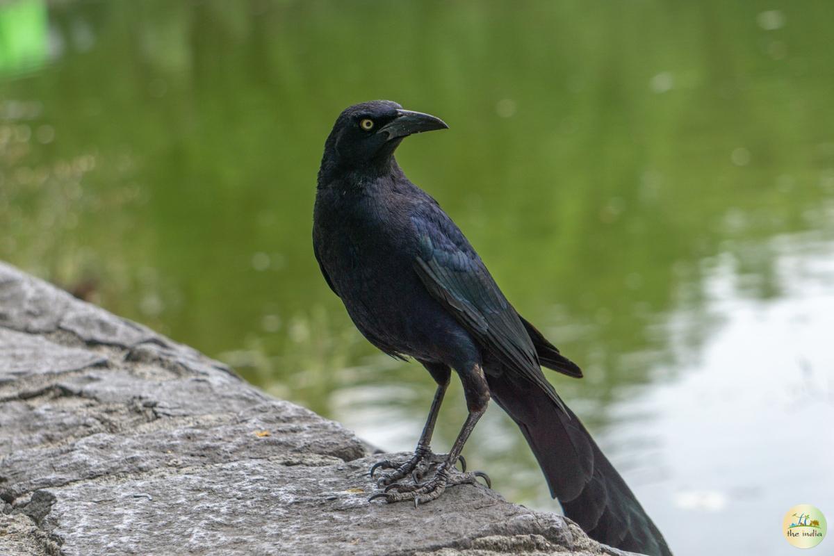 Nagarhole National Park Mysore