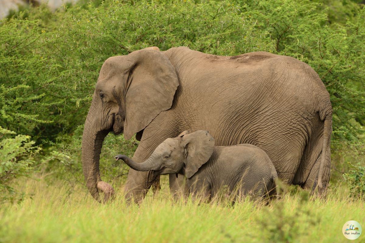 Nagarhole National Park Mysore