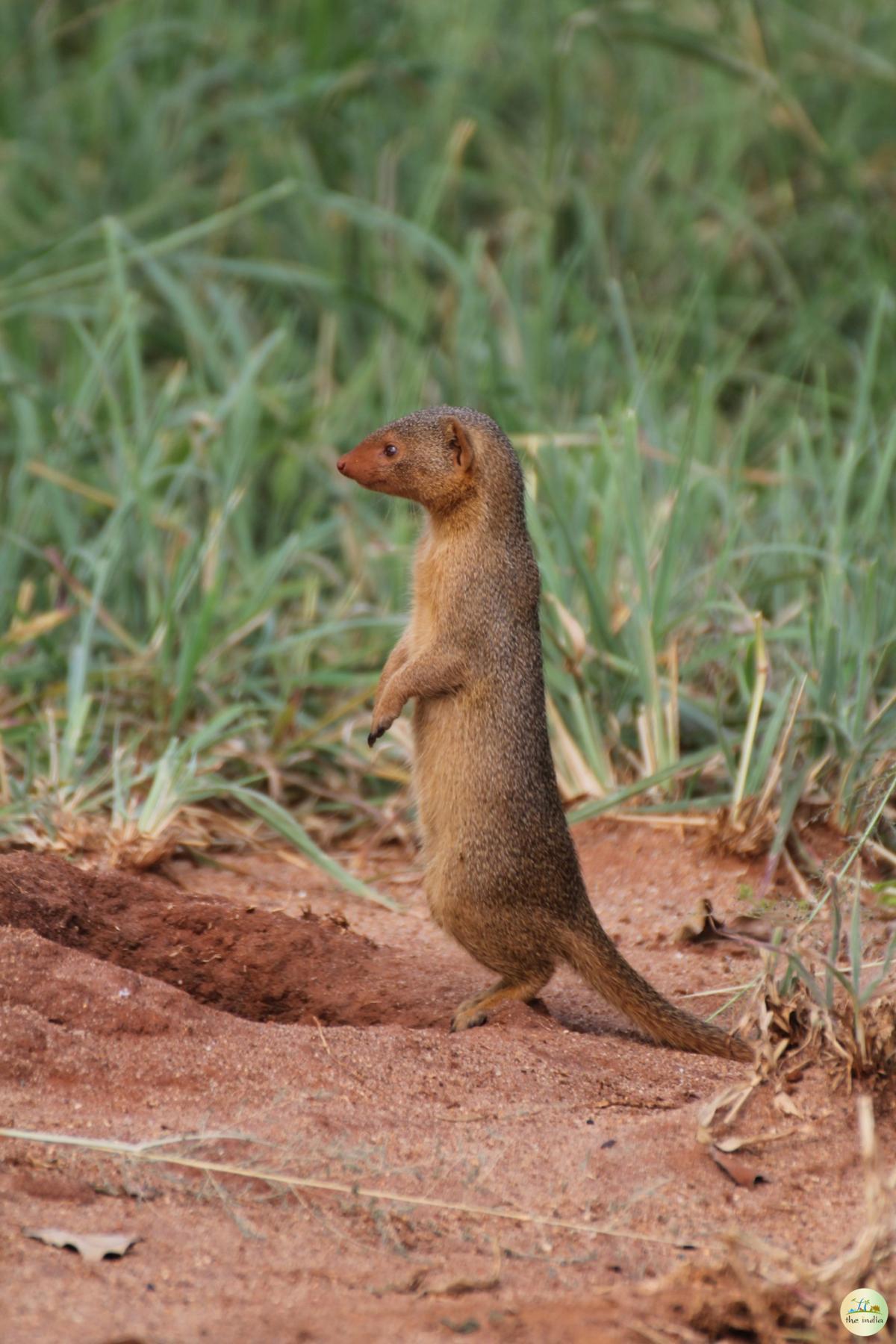 Nagarhole National Park Mysore