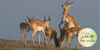 Nagarhole National Park Mysore