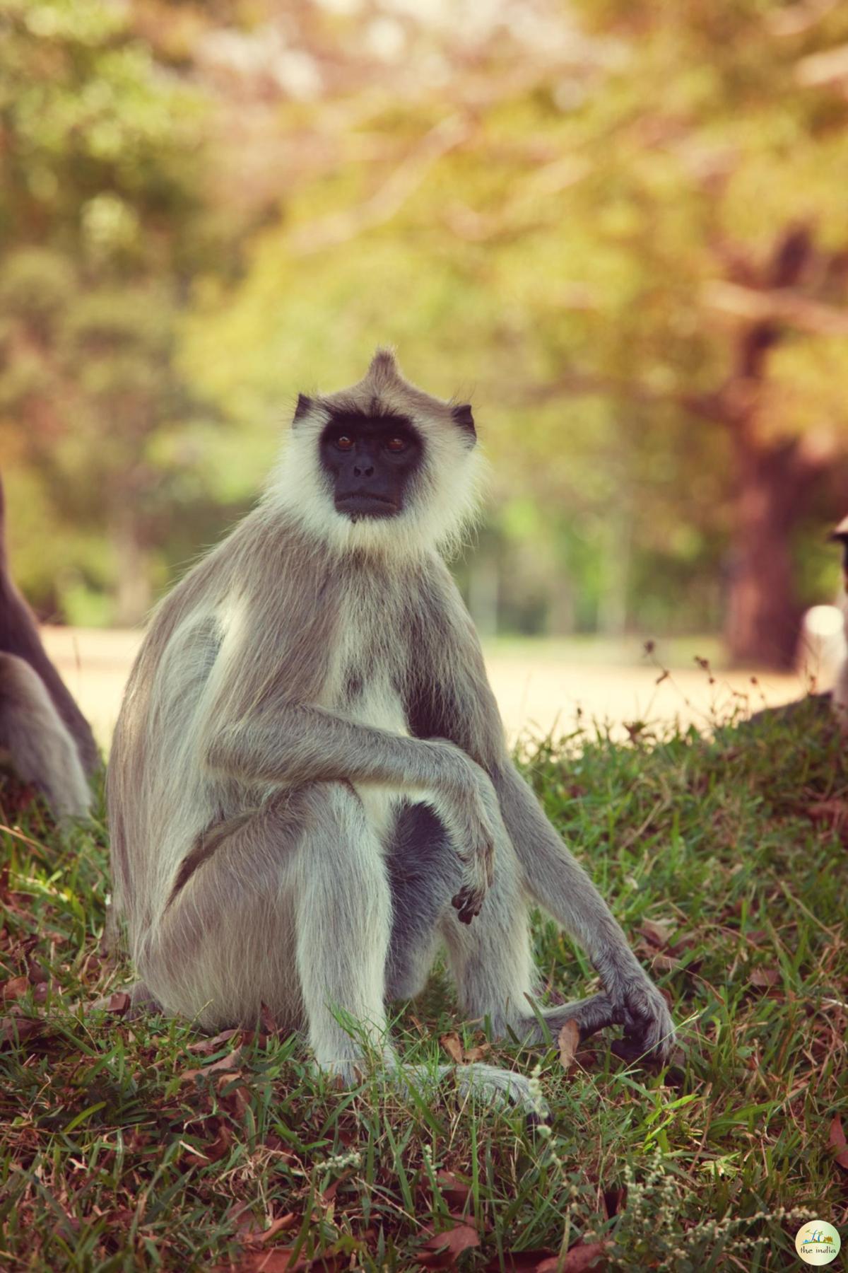 Nagarhole National Park Mysore