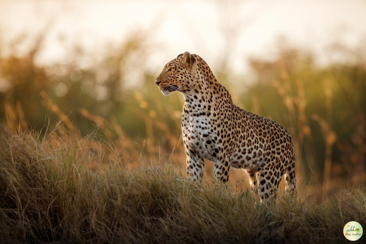 Pench National Park Chhindwara