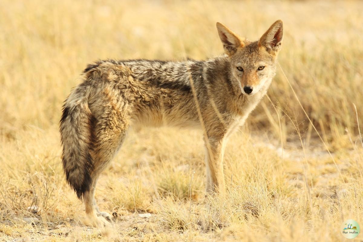 Pench National Park Chhindwara