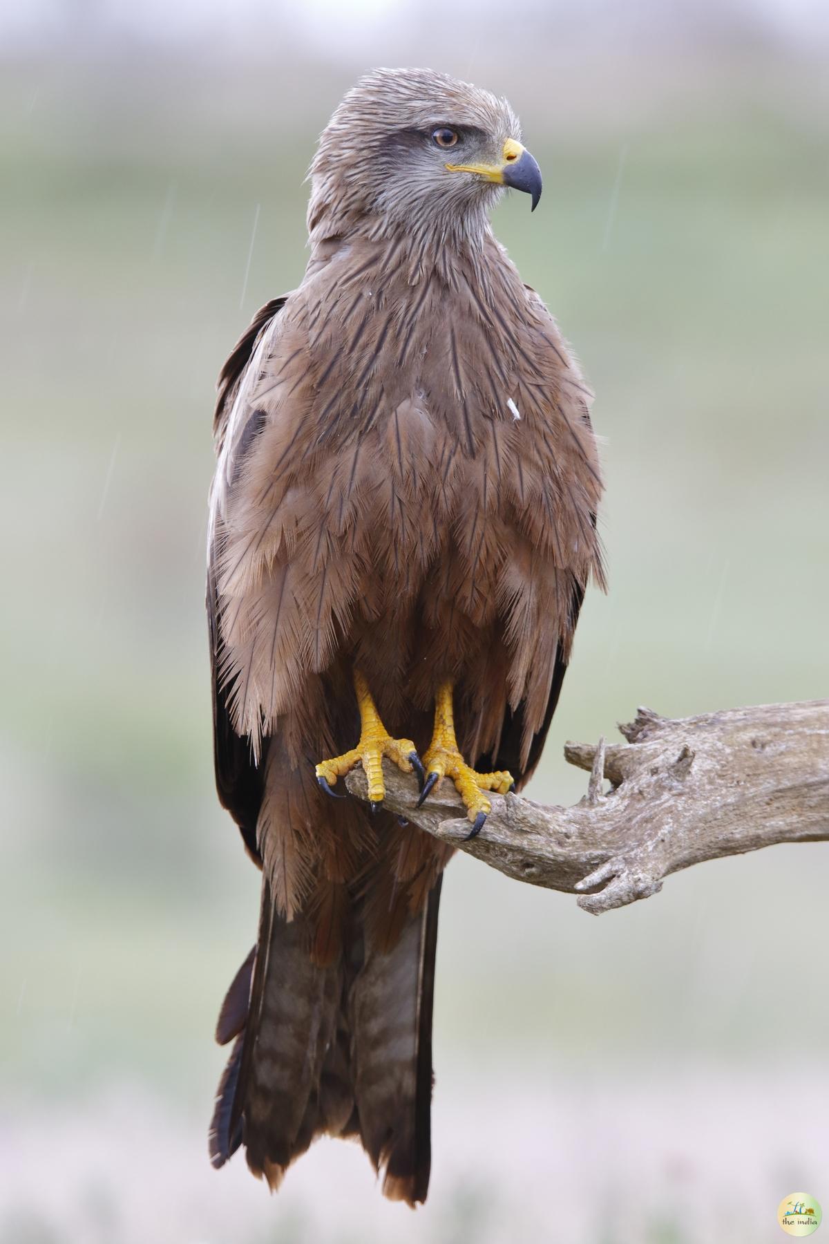 Pench National Park Chhindwara