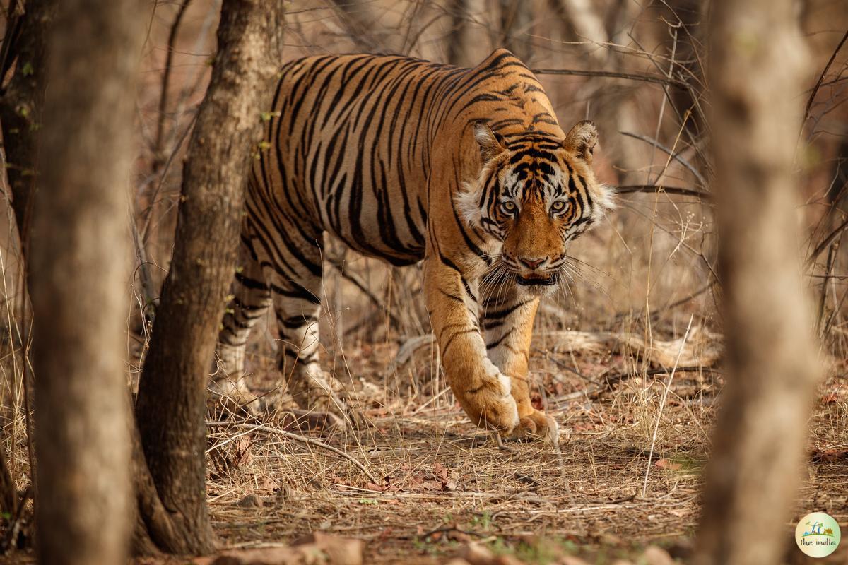 Pench National Park Chhindwara