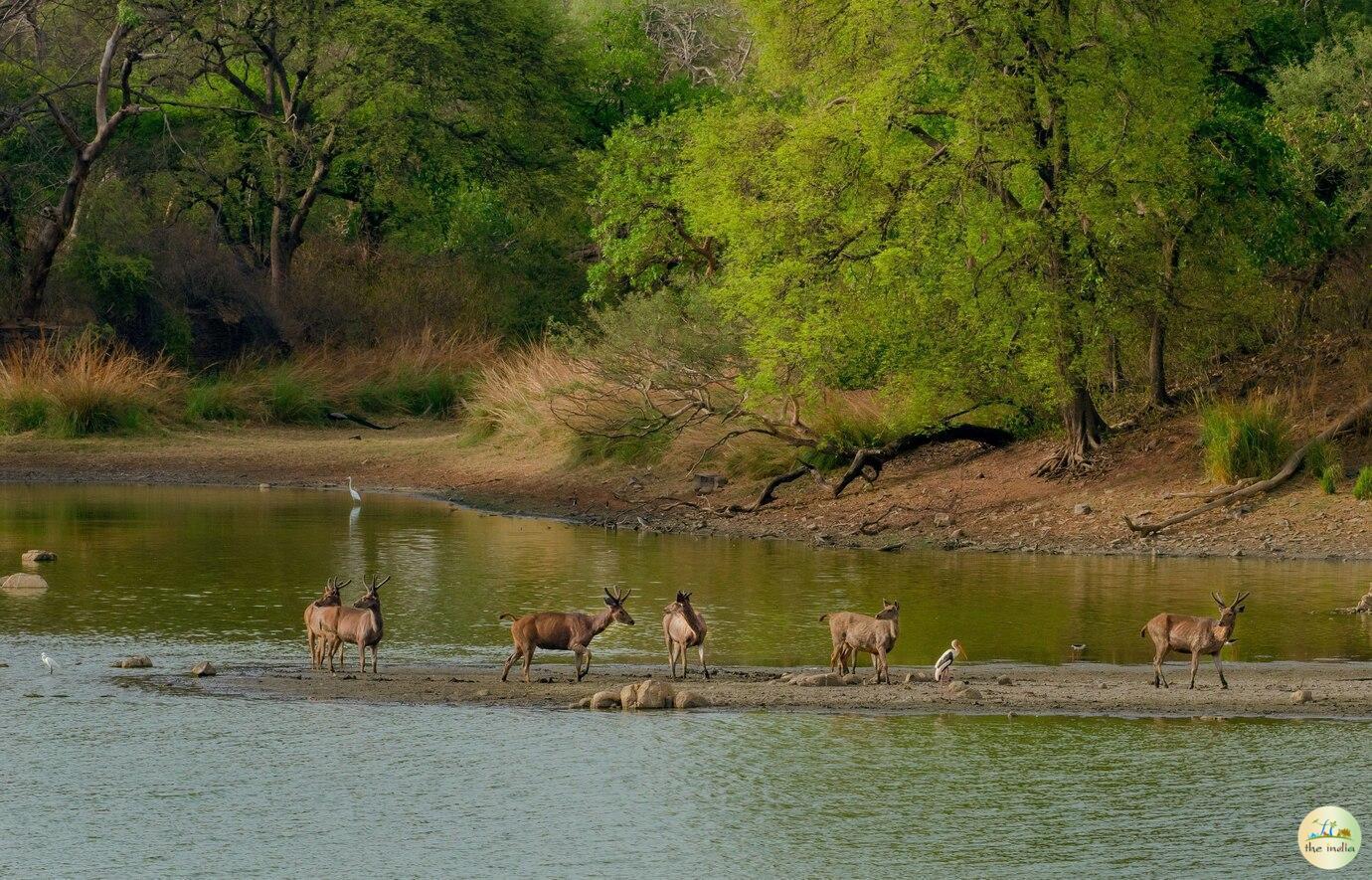 Periyar National Park Thekkady