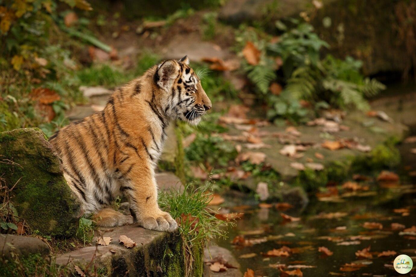 Periyar National Park Thekkady