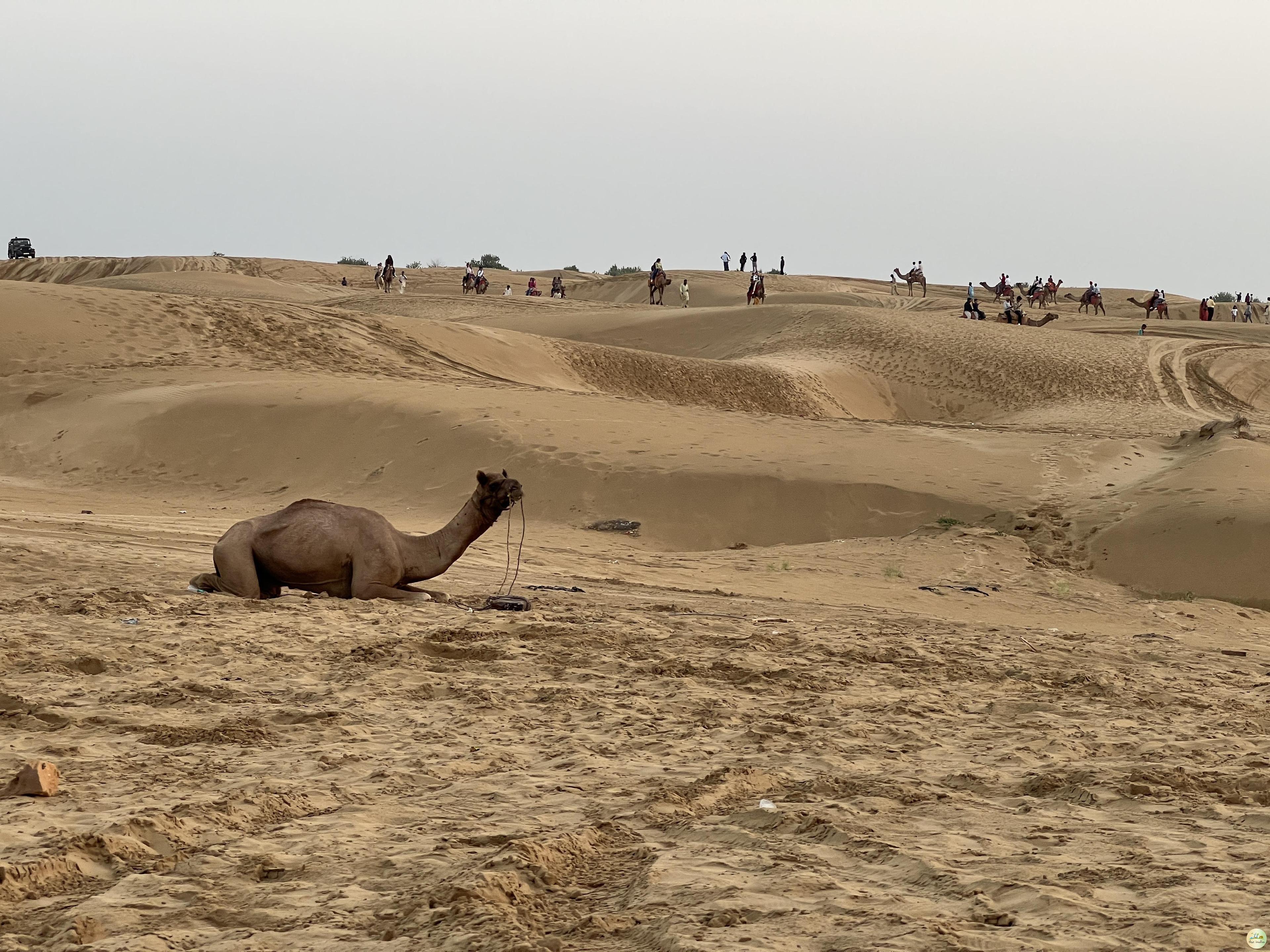 Sam Sand Dunes Jaisalmer