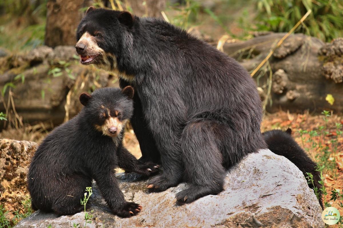 Satpura National Park Hoshangabad