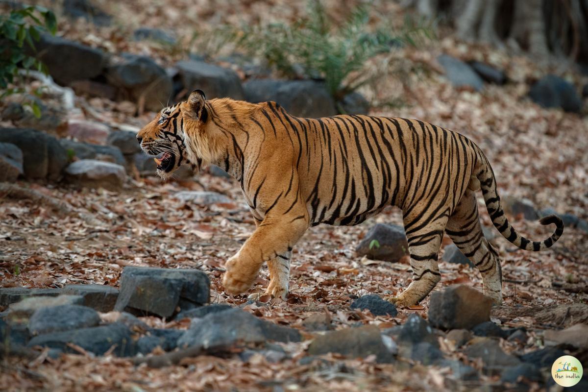 Satpura National Park Hoshangabad