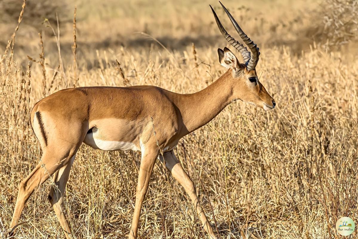 Satpura National Park Hoshangabad