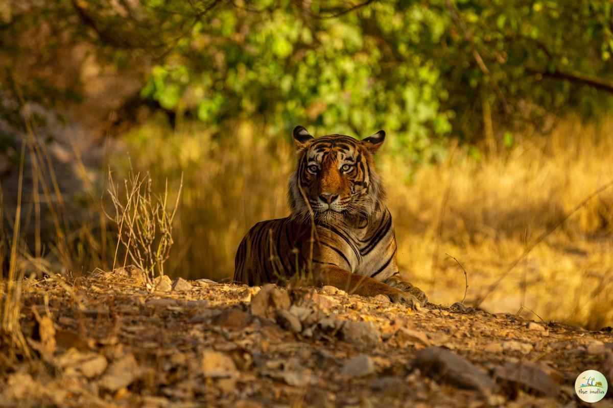 Satpura National Park Hoshangabad