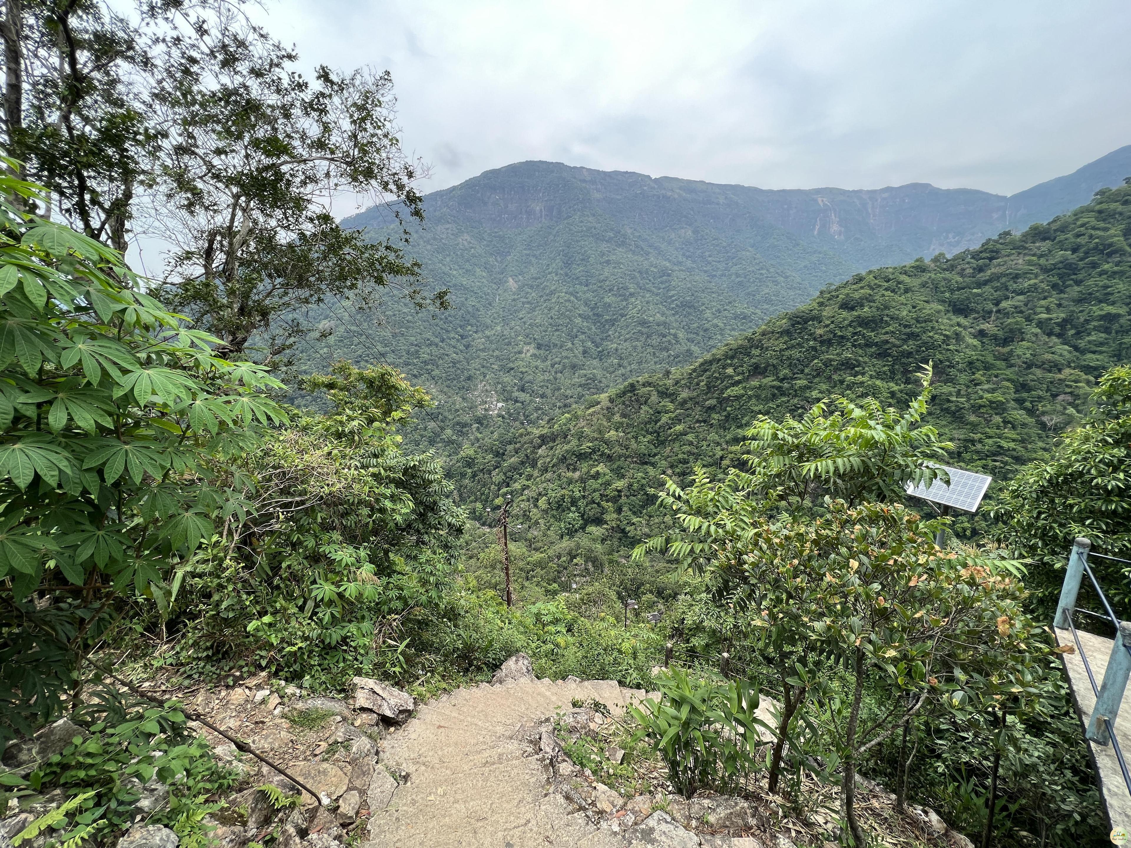 Single Living Root Bridge Nongriat Cherrapunji (Sohra)