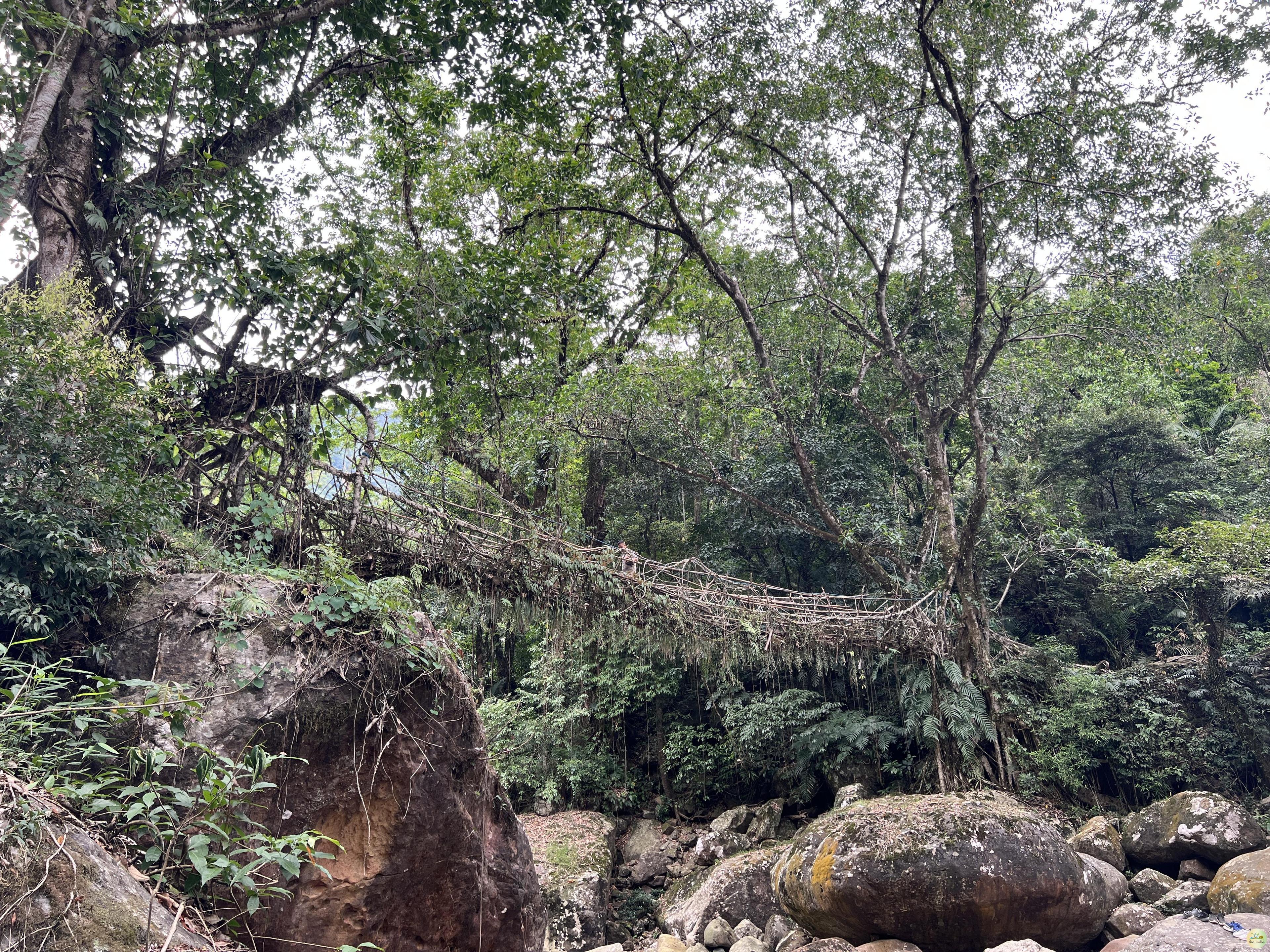 Single Living Root Bridge Nongriat Cherrapunji (Sohra)