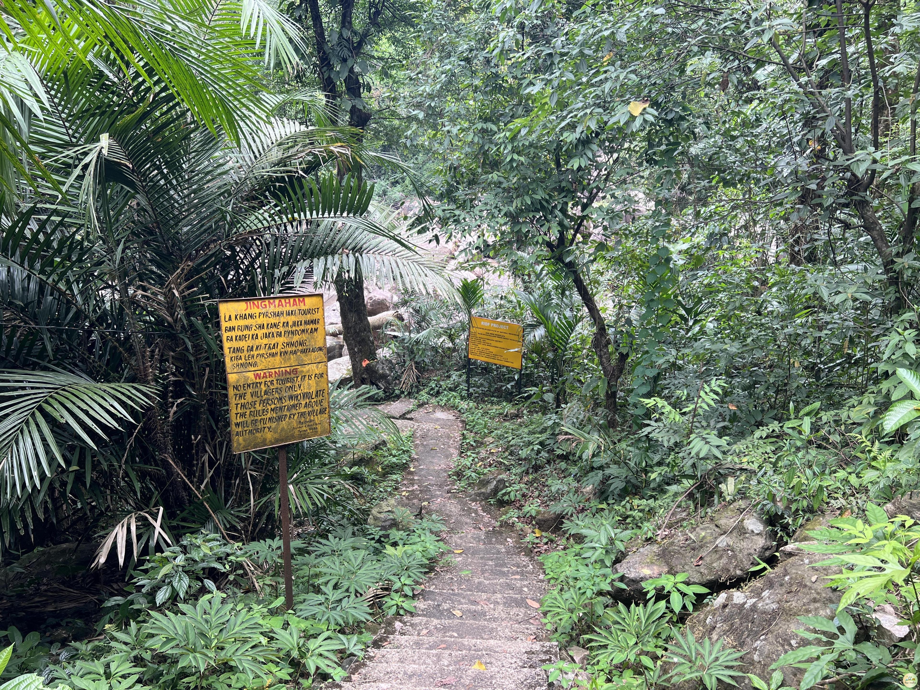 Single Living Root Bridge Nongriat Cherrapunji (Sohra)