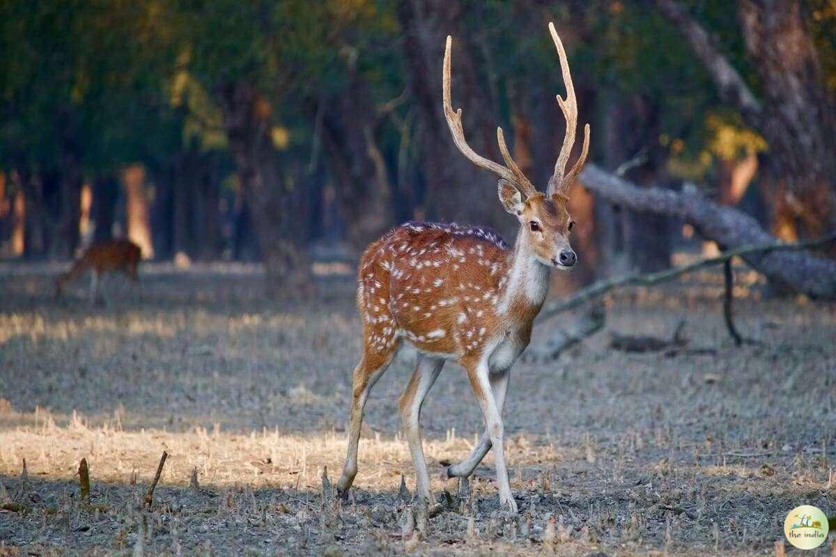 Sundarbans National Park Gosaba