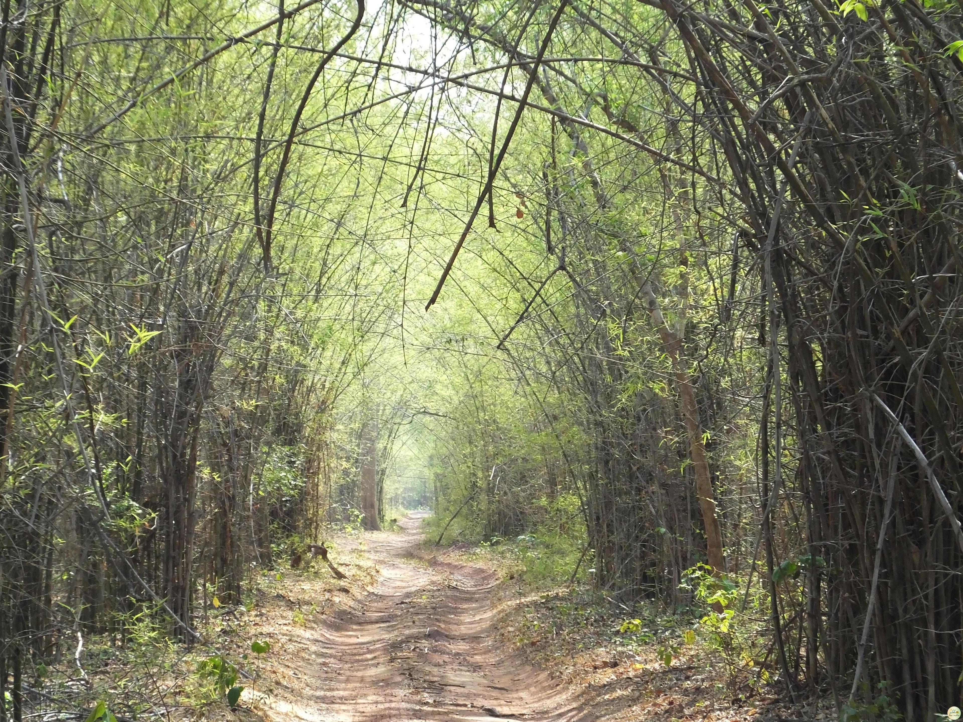 Tadoba-Andhari Tiger Reserve Chandrapur