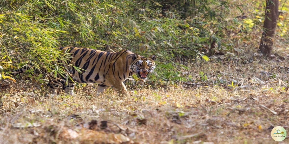 Tadoba-Andhari Tiger Reserve Chandrapur