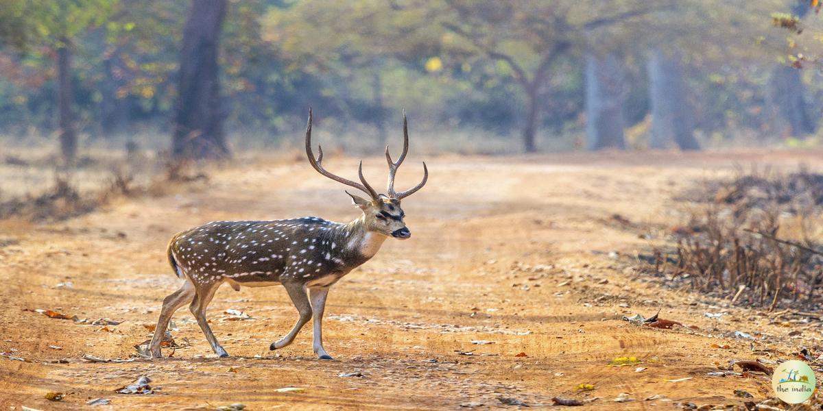 Tadoba-Andhari Tiger Reserve Chandrapur