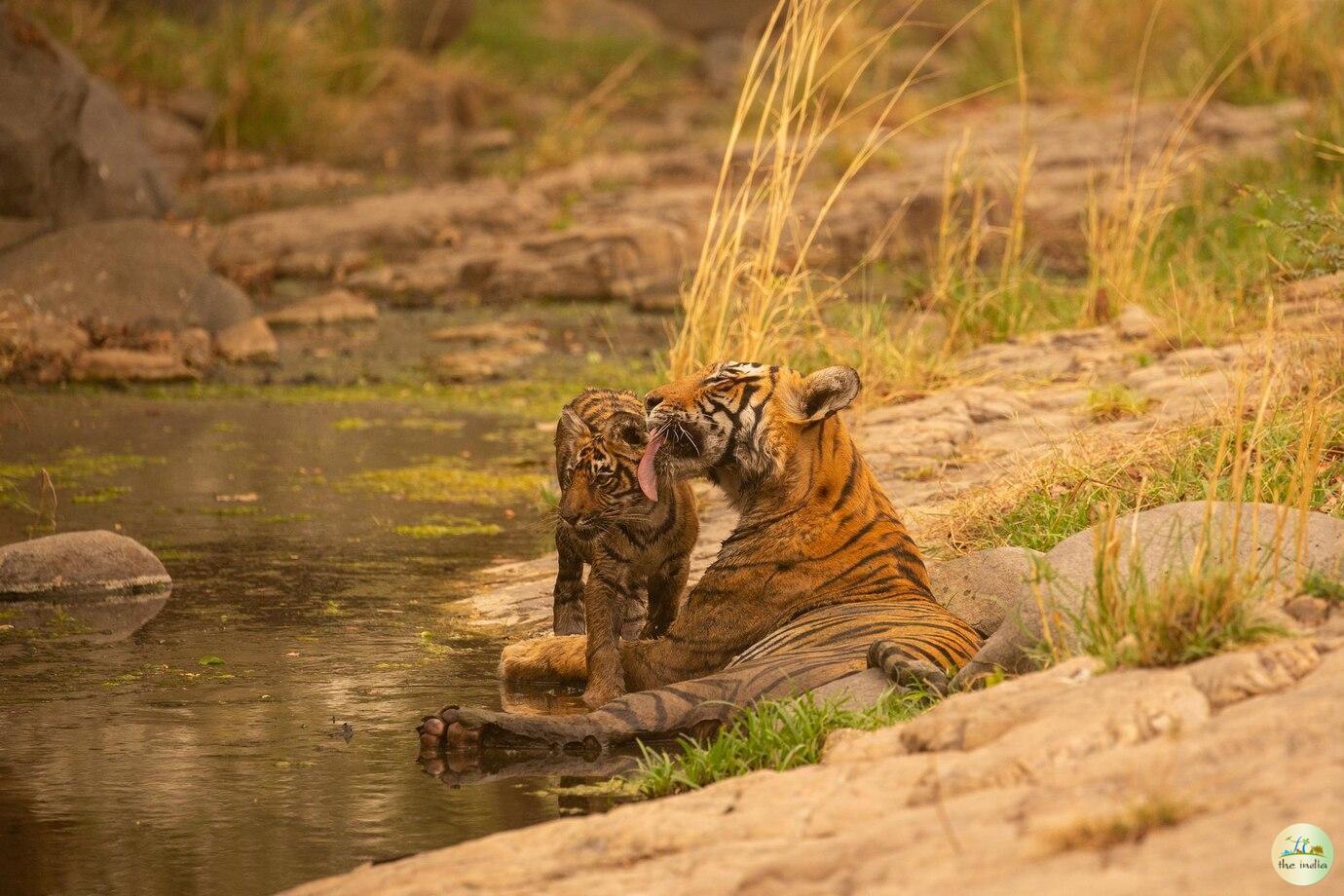 Tadoba-Andhari Tiger Reserve Chandrapur