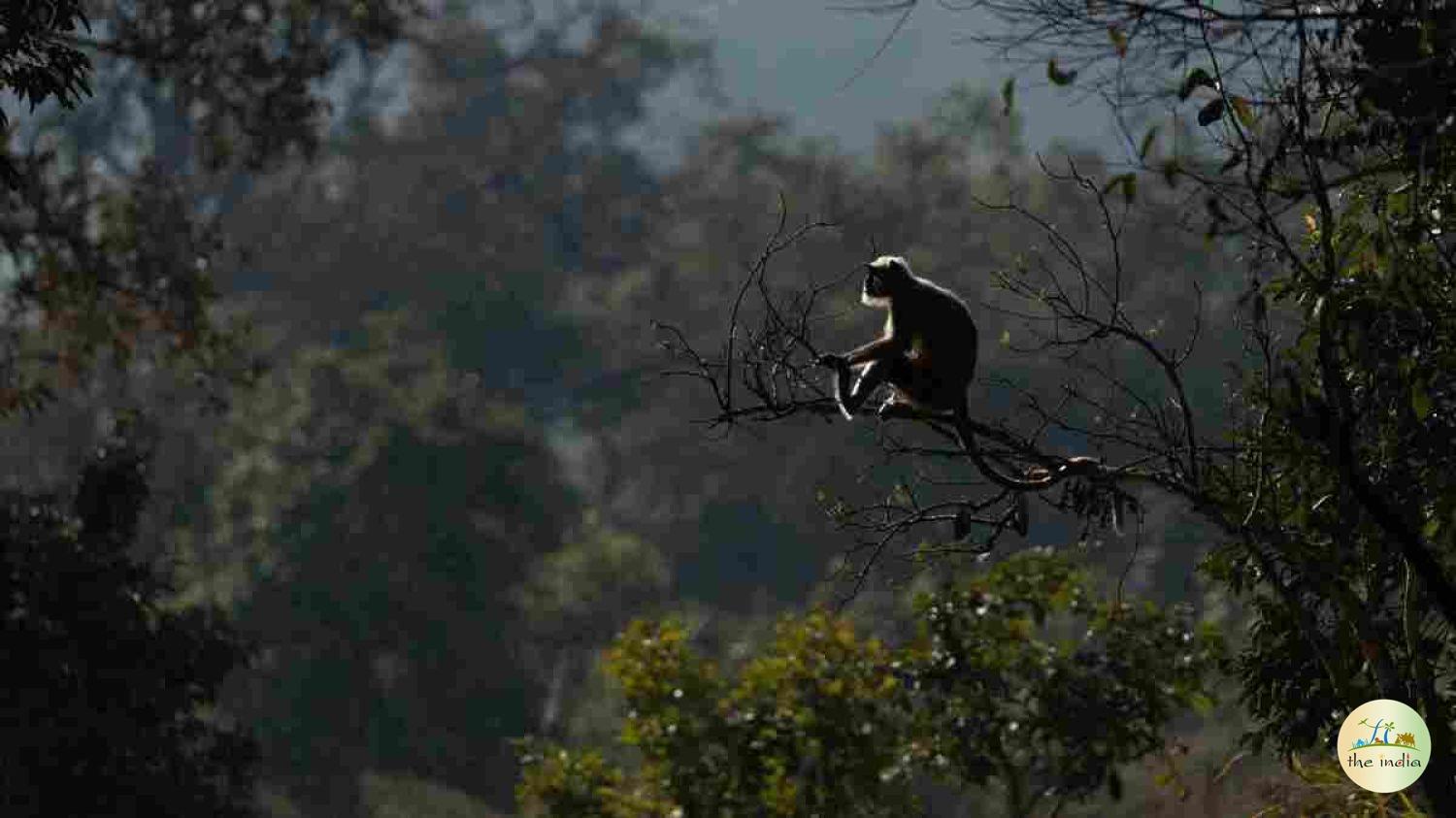Jessore Sloth Bear Sanctuary Iqbalgadh