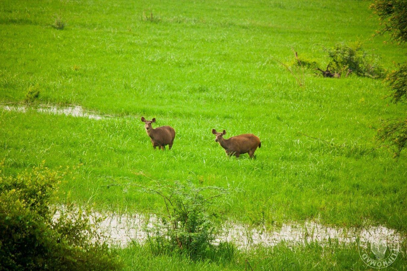 Keoladeo National Park Bharatpur