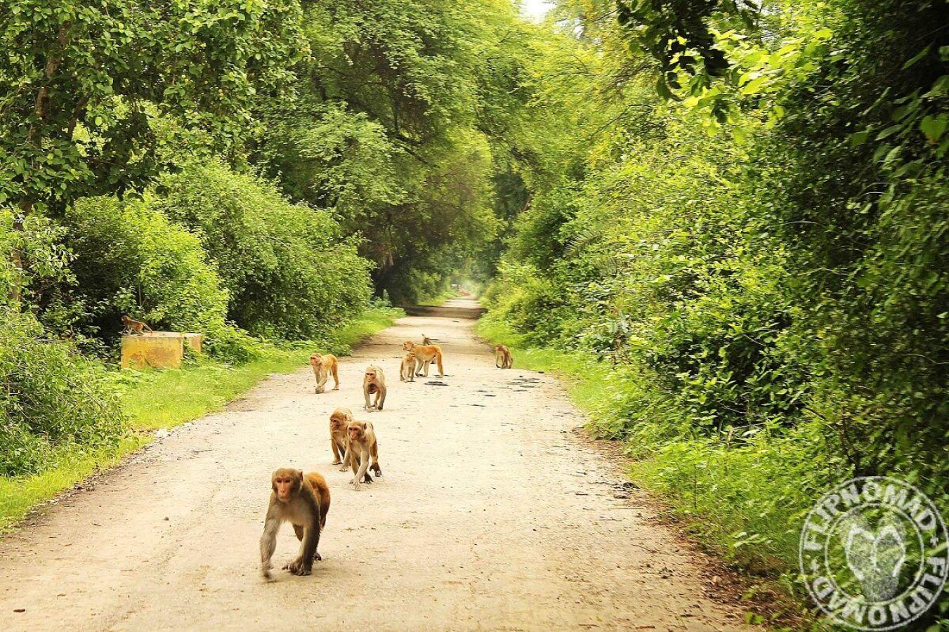 Keoladeo National Park Bharatpur