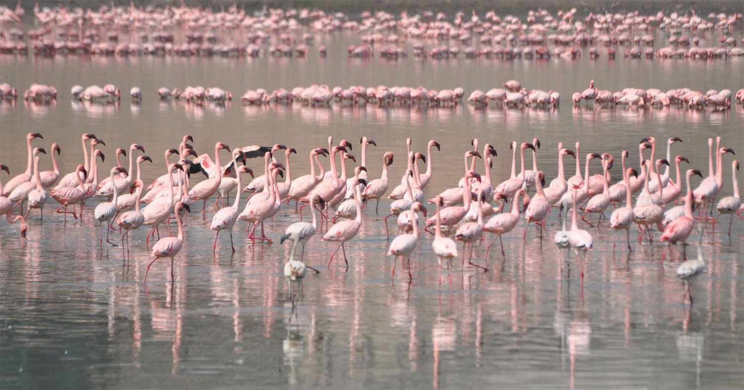 Khijadiya Bird Sanctuary Jamnagar