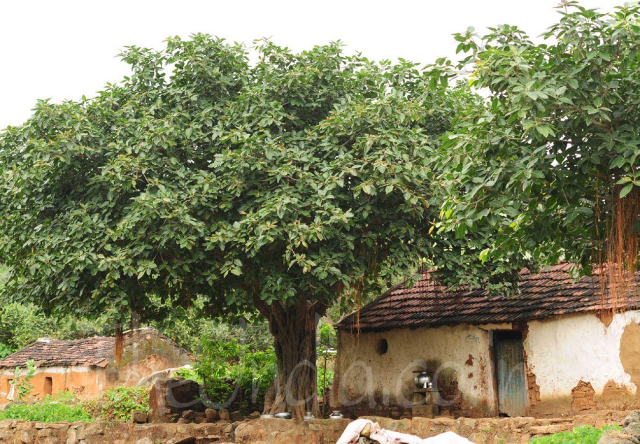 Kileshwar Bhanvad