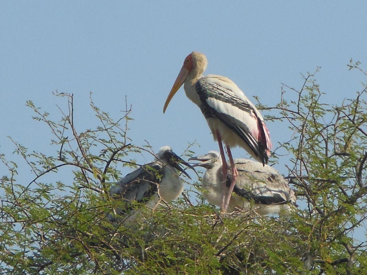 Keoladeo National Park Bharatpur