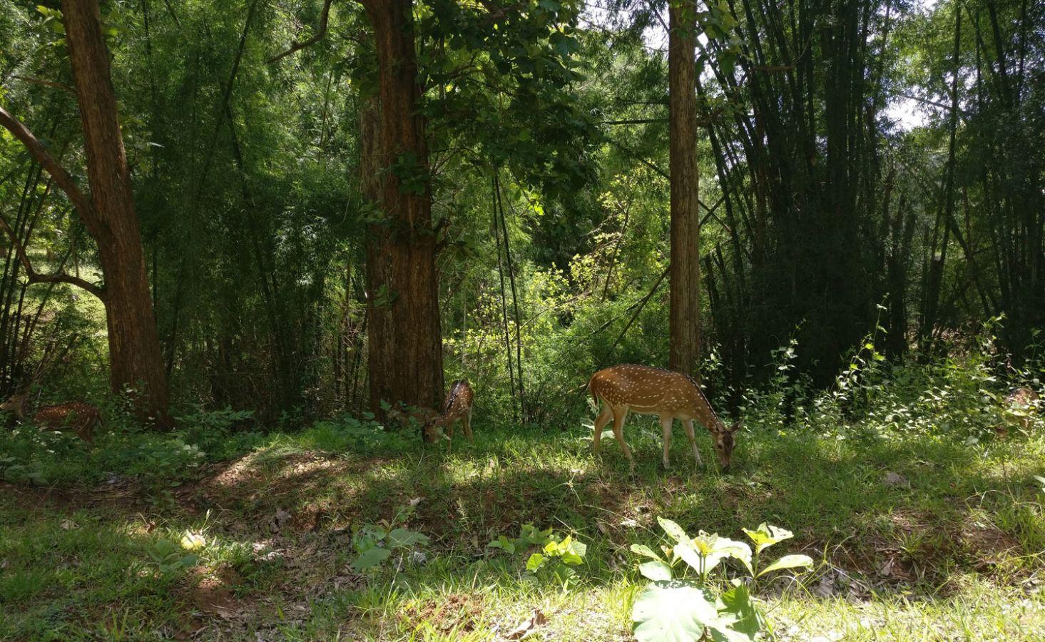 Parambikulam Tiger Reserve Palakkad