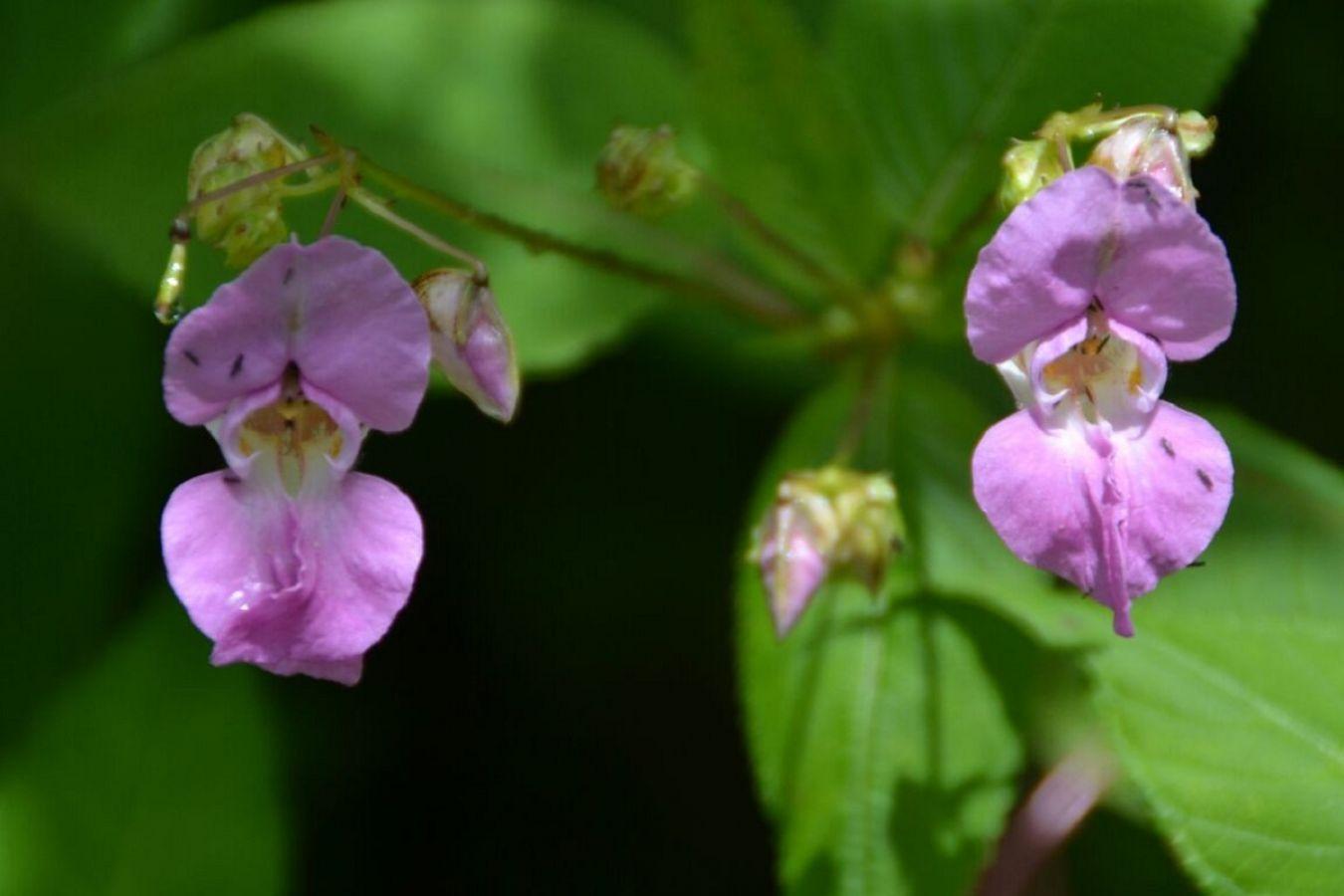 Valley of Flowers Chamoli