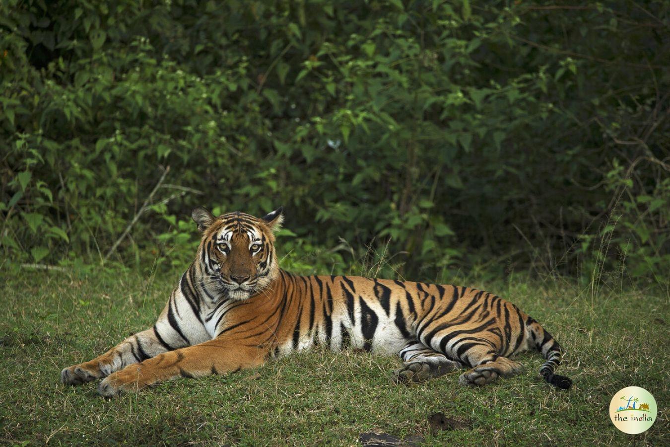 Ratapani Wildlife Sanctuary Bhopal