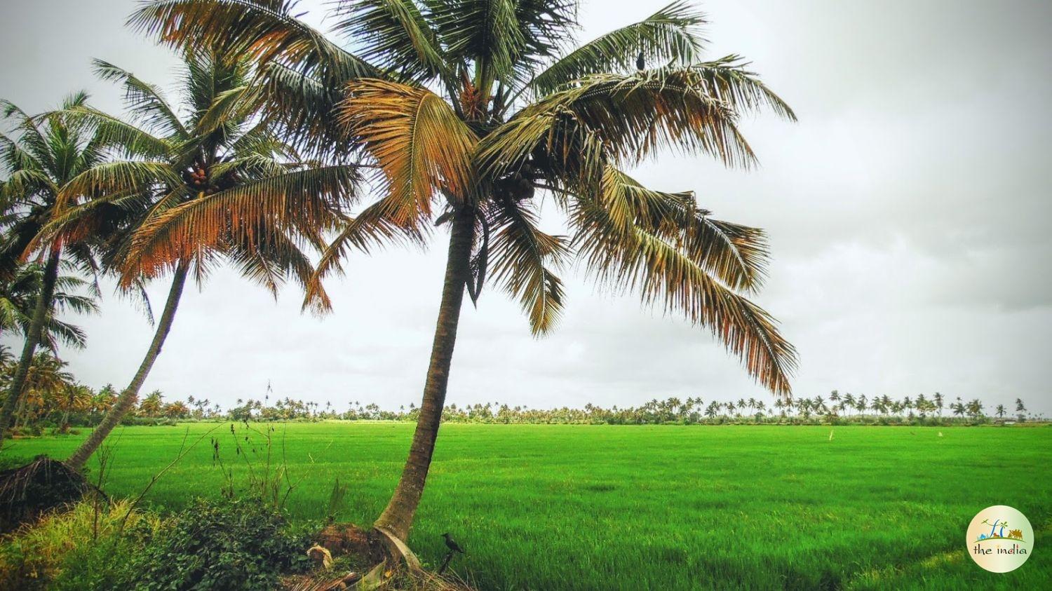 Backwaters of Kerala Kottayam