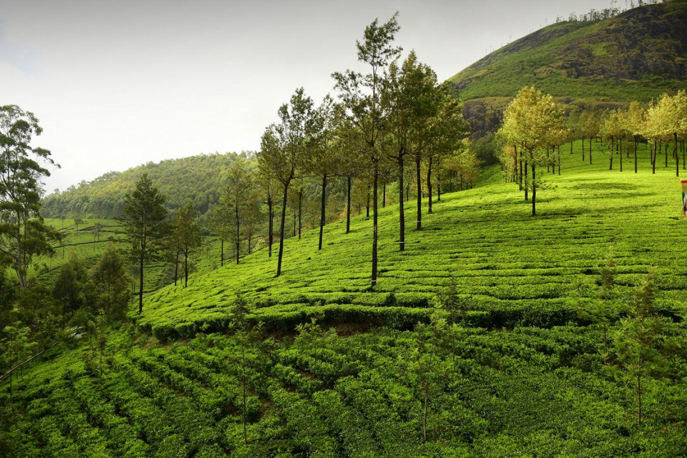 Munnar Hill Station Munnar