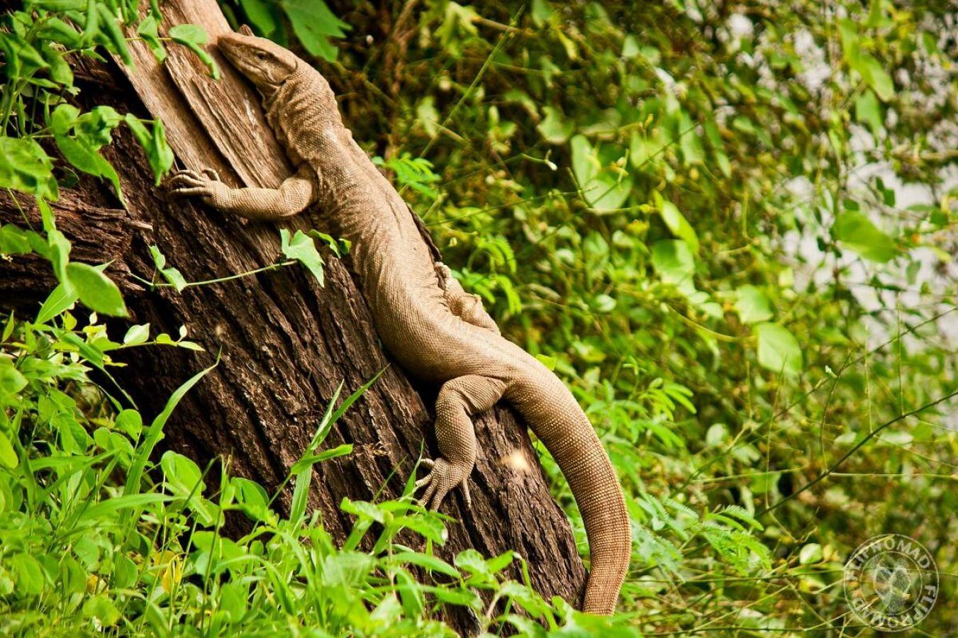 Keoladeo National Park Bharatpur