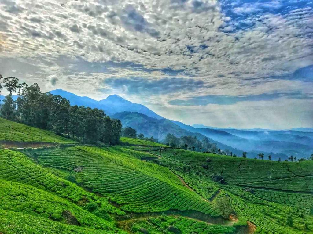 The Best Munnar Resorts & Homestays to Enjoy Vacation With Family & Friends