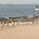 13 Best Places to Visit & Things to Do in Porbandar