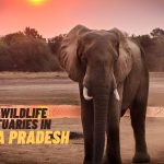 Best Wildlife Sanctuaries within Madhya Pradesh