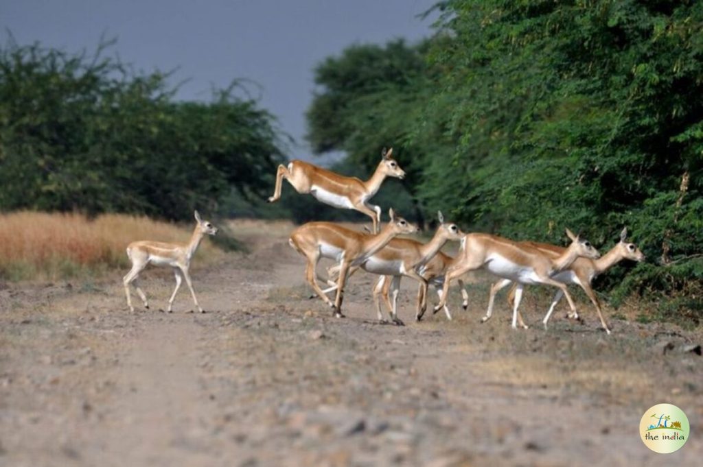 Kutch Desert Wildlife Sanctuary