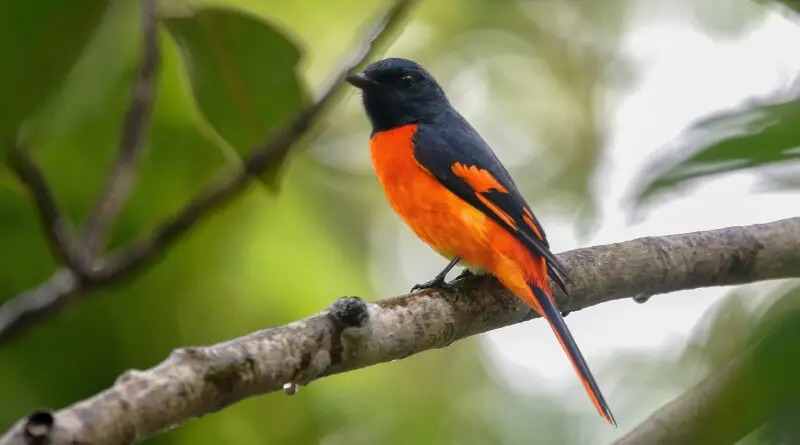 Mandagadde Bird Sanctuary