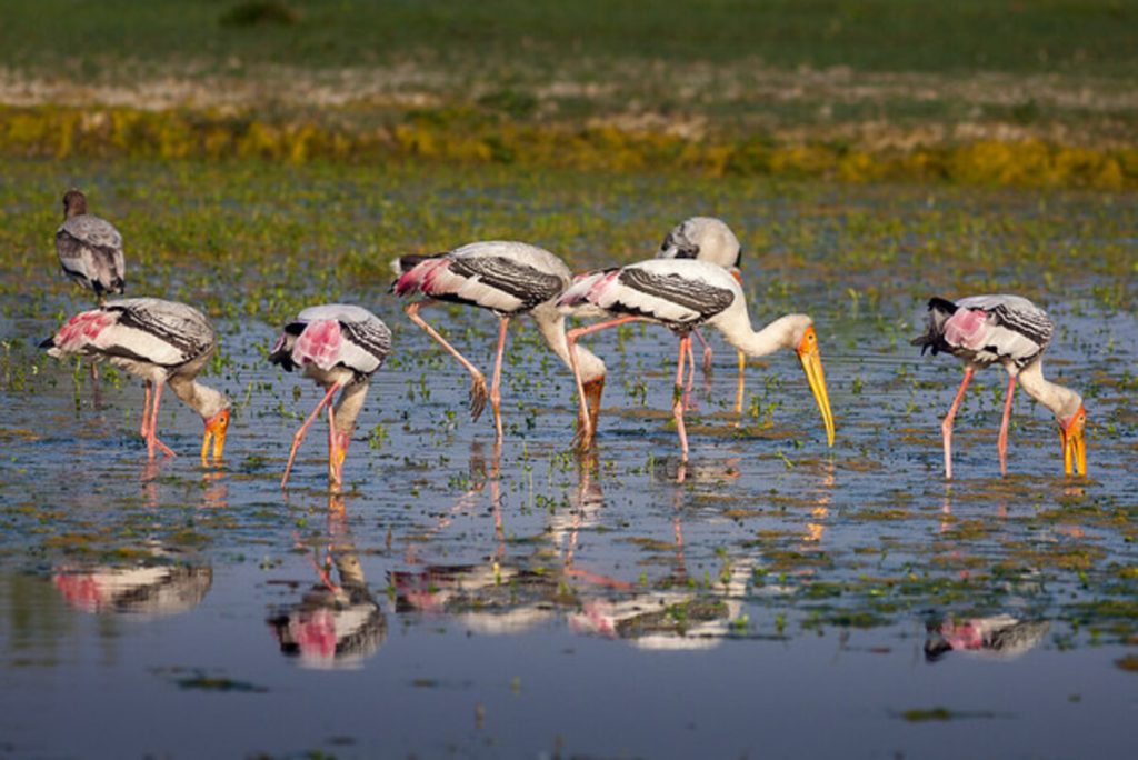 A Complete Guide to the 85 Ramsar Sites in India – Wetlands of Global Importance and Promoting Sustainable Conservation