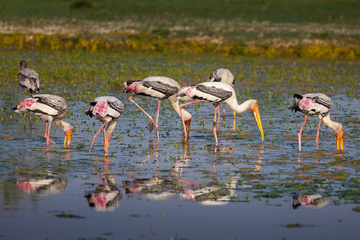 Ramsar Sites in India